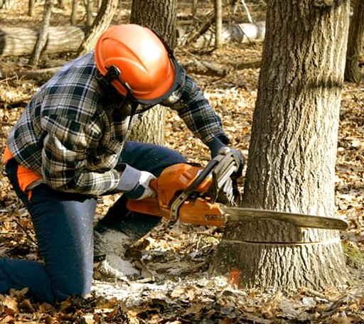 Tree Removal in Drums, PA